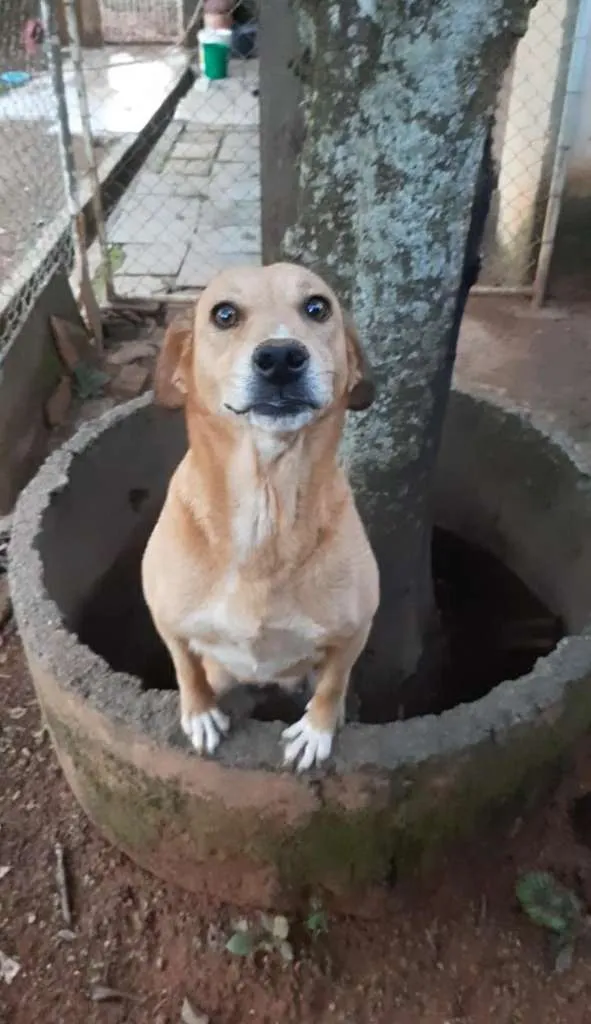 Cachorro ra a SRD-ViraLata idade 6 ou mais anos nome Lisa