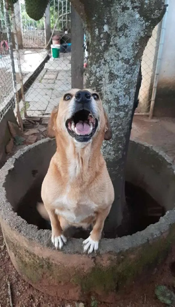 Cachorro ra a SRD-ViraLata idade 6 ou mais anos nome Lisa