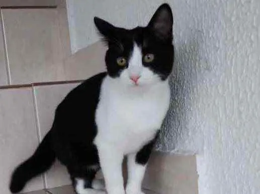 Gato raça Srd  idade 2 a 6 meses nome Gigi Bebe Linda 