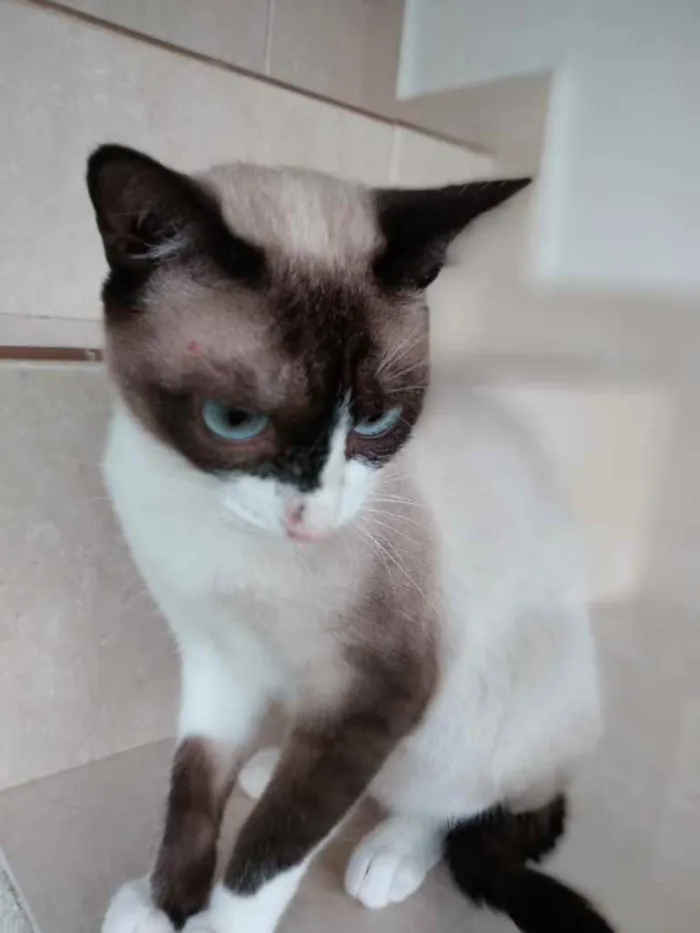 Gato ra a Srd  idade 7 a 11 meses nome Misty Linda Bebe