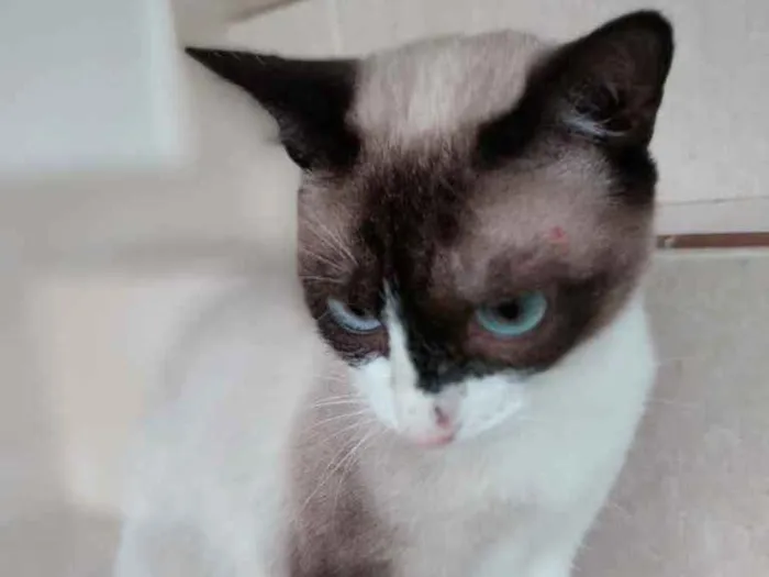 Gato ra a Srd  idade 7 a 11 meses nome Misty Linda Bebe
