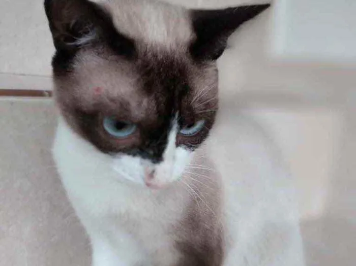 Gato ra a Srd  idade 7 a 11 meses nome Misty Linda Bebe
