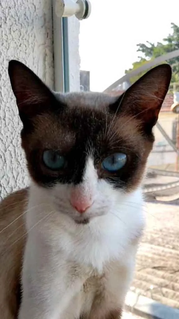 Gato ra a Srd  idade 7 a 11 meses nome Misty Linda Bebe