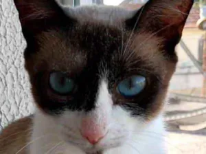Gato raça Srd  idade 7 a 11 meses nome Misty Linda Bebe 