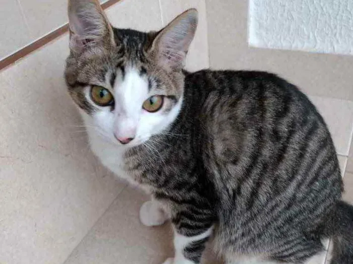 Gato raça Srd idade 2 a 6 meses nome Carlito bebê lindo 