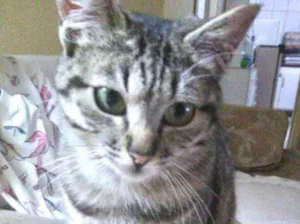Gato raça Srd idade 2 a 6 meses nome Mimi Linda bebê 