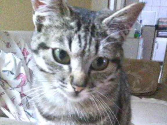 Gato ra a Srd idade 2 a 6 meses nome Mimi Linda bebê