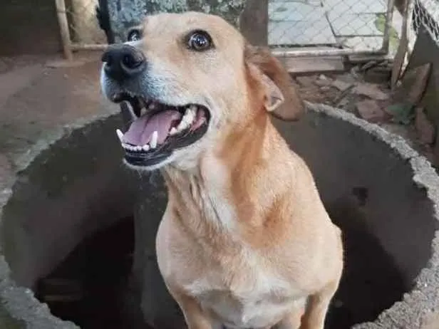 Cachorro ra a SRD-ViraLata idade 6 ou mais anos nome Lisa