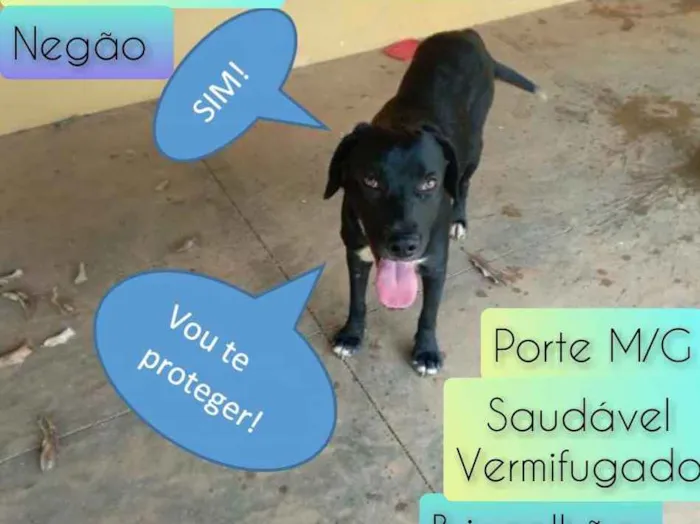 Cachorro raça SRD idade  nome Negão 