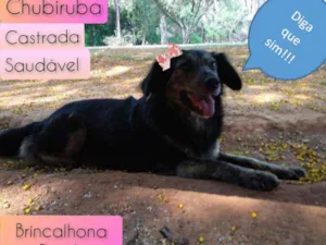 Cachorro raça SRD idade  nome Chubiruba