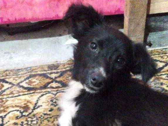 Cachorro ra a Srd  idade 7 a 11 meses nome Pink bebê linda