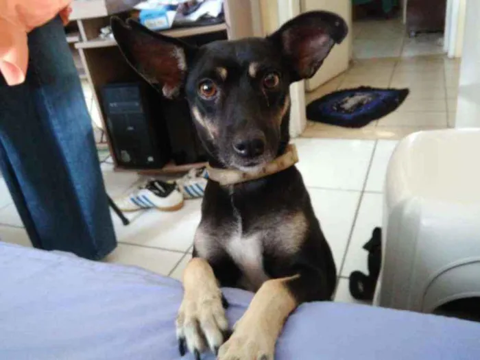 Cachorro ra a SRD - APARÊNCIA DE SALSICHA idade 5 anos nome LUPITA