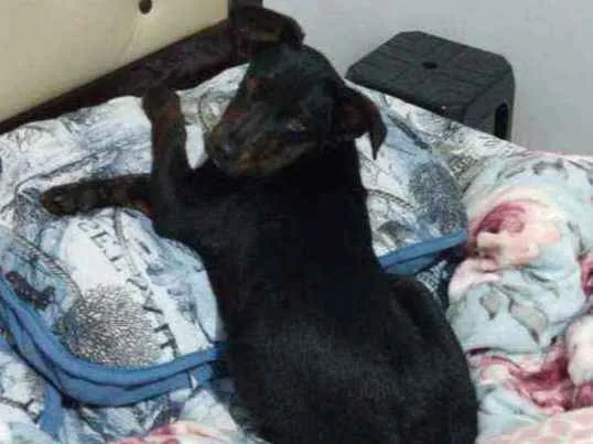 Cachorro ra a Indefinida  idade 2 a 6 meses nome Café 