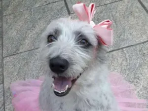 Cachorro raça srd idade 2 anos nome Gaia