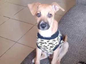 Cachorro raça SRD-ViraLata idade 2 a 6 meses nome Hank