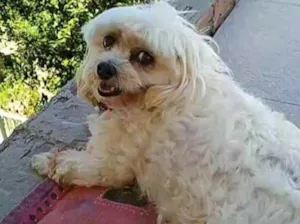 Cachorro raça Maltês idade 6 ou mais anos nome Pitter