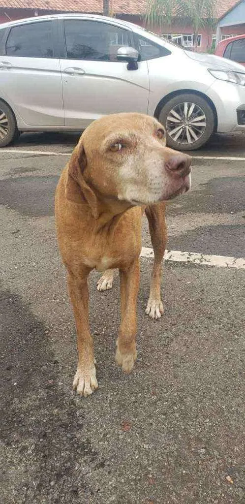 Cachorro ra a SRD idade 5 anos nome Princesa