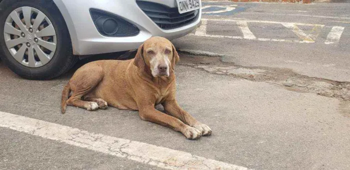 Cachorro ra a SRD idade 5 anos nome Princesa