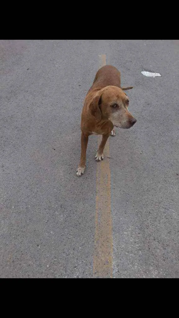 Cachorro ra a SRD idade 5 anos nome Princesa
