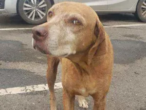 Cachorro raça SRD idade 5 anos nome Princesa