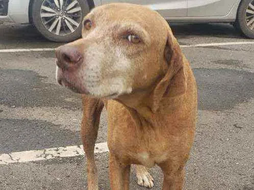 Cachorro ra a SRD idade 5 anos nome Princesa