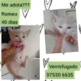 Romeu 
