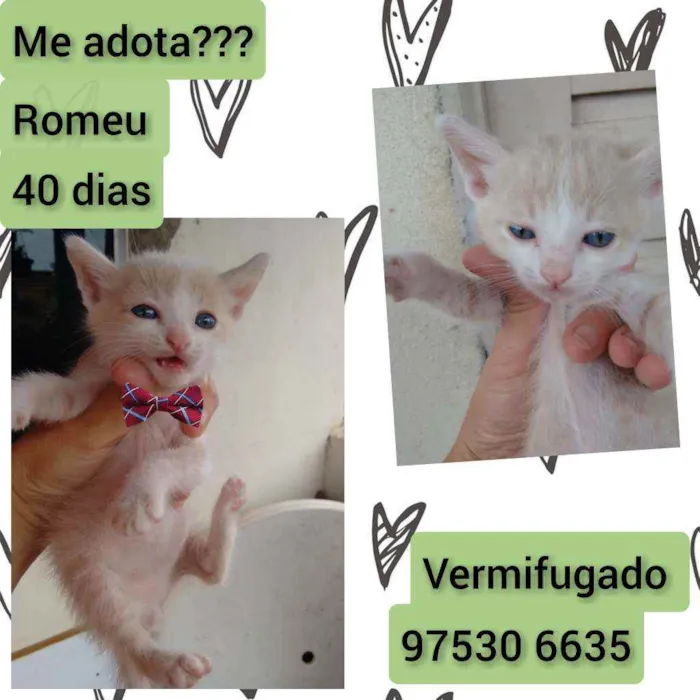 Gato raça SRD idade Abaixo de 2 meses nome Romeu 