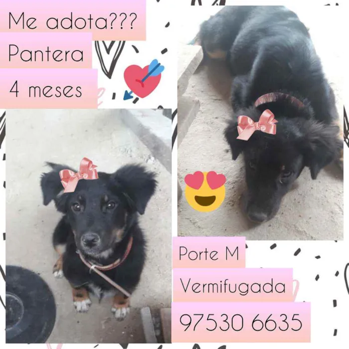 Cachorro raça SRD idade 2 a 6 meses nome Pantera 