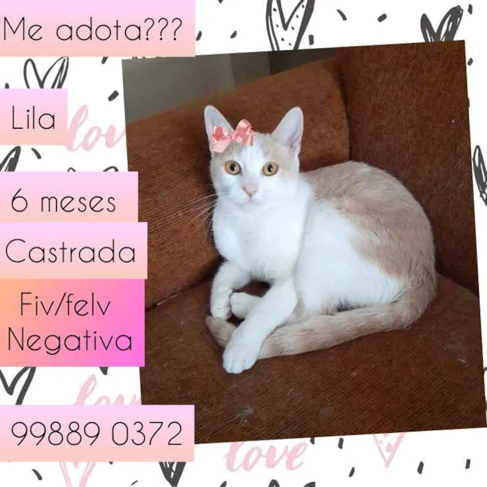 Gato raça SRD idade 7 a 11 meses nome Lila