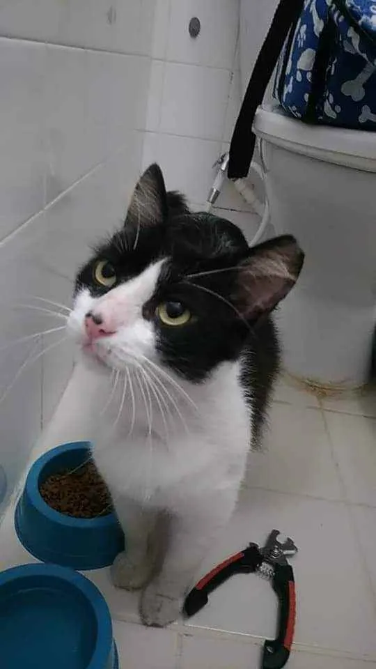 Gato ra a Srd idade 1 ano nome Olaf