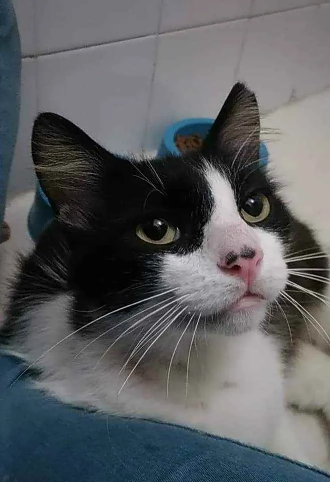 Gato ra a Srd idade 1 ano nome Olaf