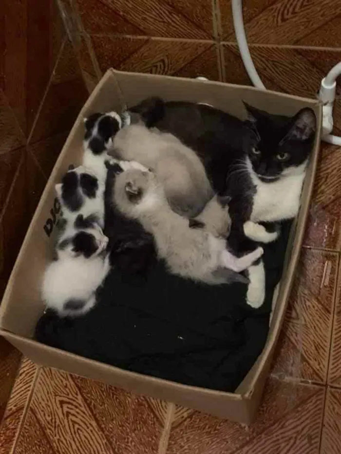 Gato ra a SRD idade 2 a 6 meses nome Sem nomes