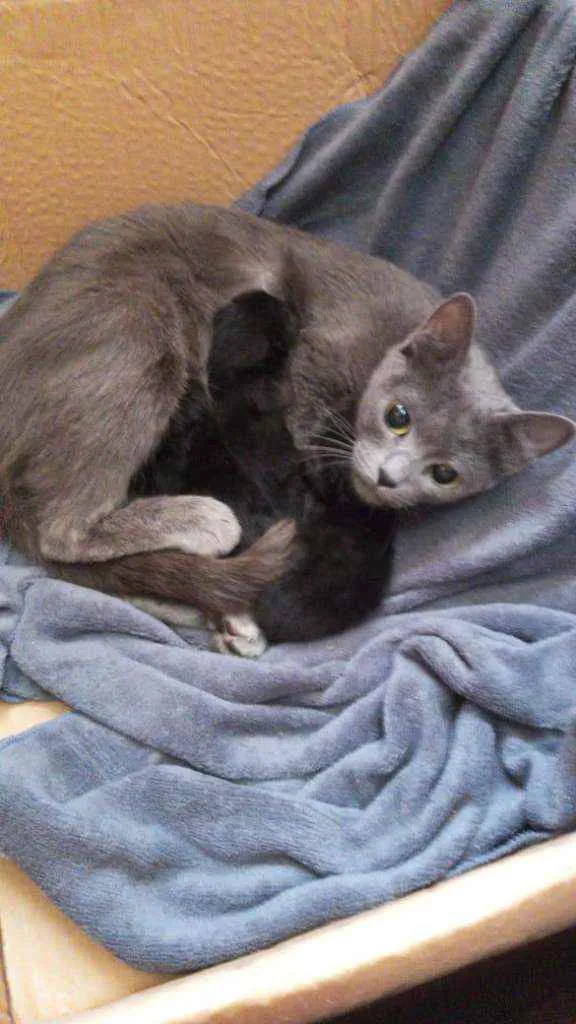 Gato ra a SRD idade 2 a 6 meses nome Sem nomes