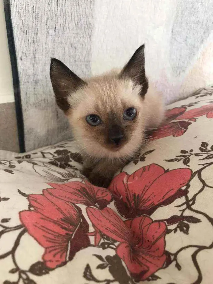 Gato ra a Srd idade 2 a 6 meses nome Billy