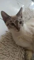Mayla