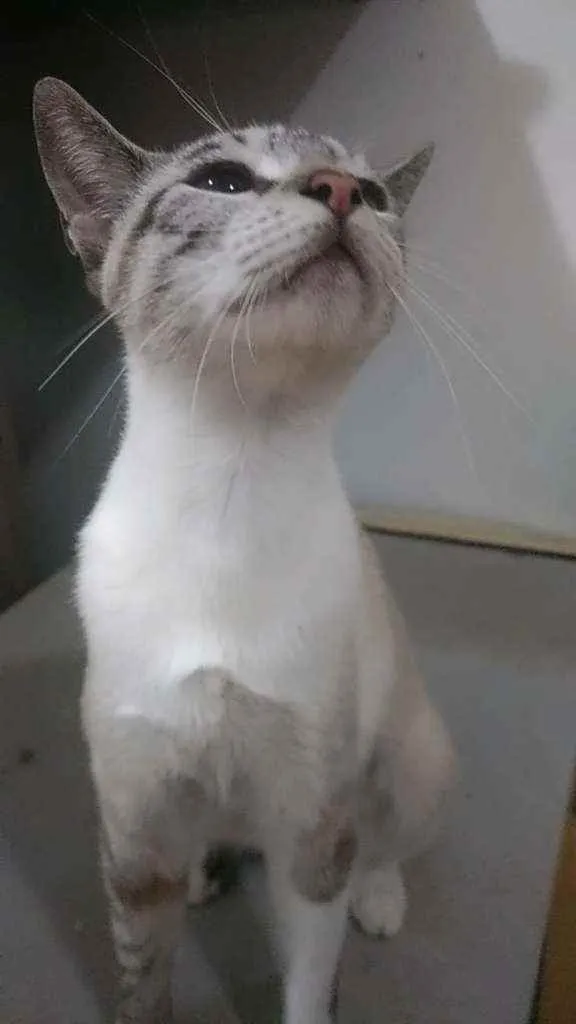Gato ra a Srd idade 7 a 11 meses nome Mayla