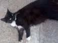 Não tem
