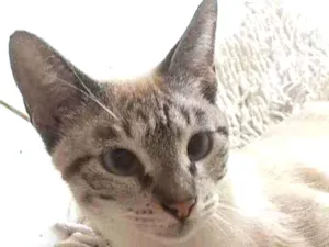 Gato raça Srd idade 7 a 11 meses nome Mayla
