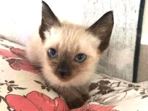 Gato raça Srd idade 2 a 6 meses nome Billy