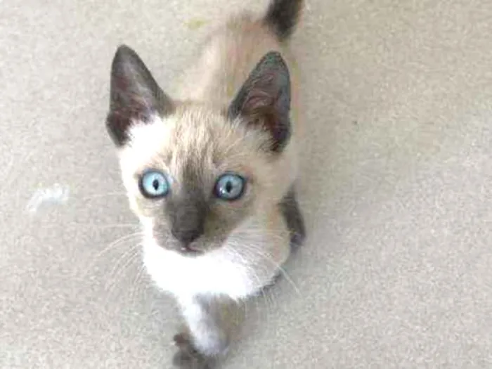 Gato ra a Srd idade 2 a 6 meses nome Billy