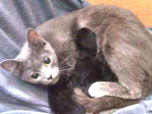 Gato raça SRD idade 2 a 6 meses nome Sem nomes