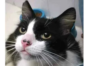 Gato raça Srd idade 1 ano nome Olaf