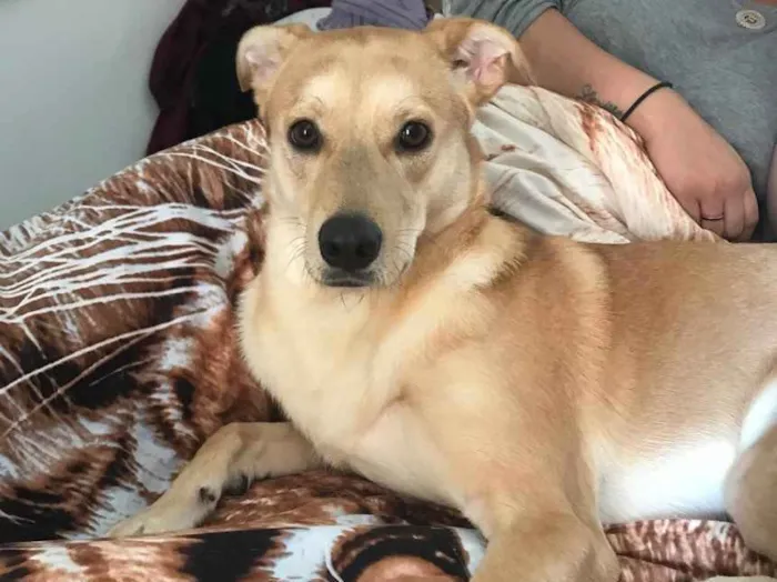 Cachorro raça Vira lata  idade 2 anos nome Luppy 