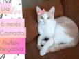 Lila