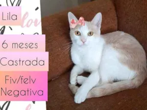 Gato raça SRD idade 7 a 11 meses nome Lila
