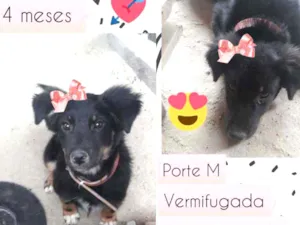 Cachorro raça SRD idade 2 a 6 meses nome Pantera 