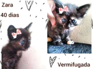 Gato raça SRD idade Abaixo de 2 meses nome Zara
