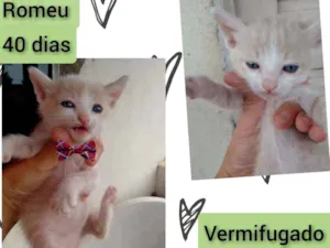 Gato raça SRD idade Abaixo de 2 meses nome Romeu 