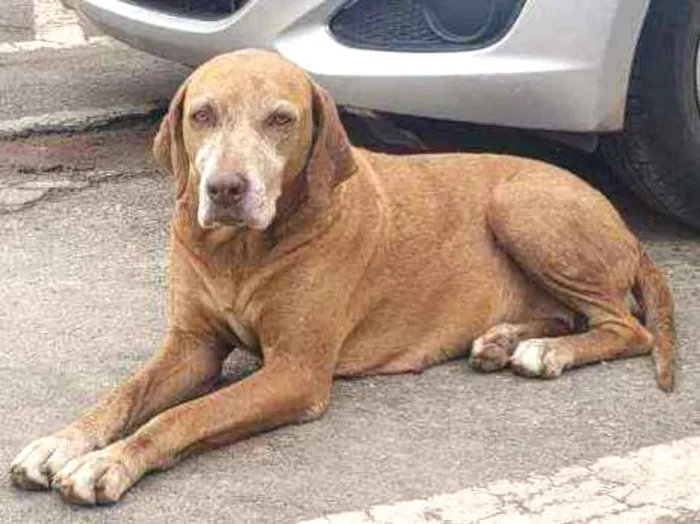 Cachorro ra a SRD idade 5 anos nome Princesa