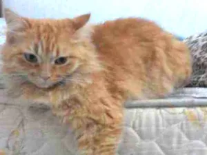 Gato raça Vira lata idade 4 anos nome Dory